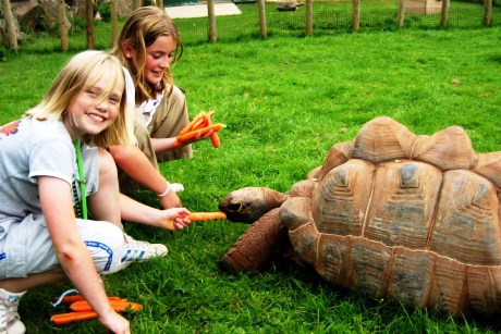 Giant tortoise at Paignton Zoo 